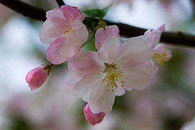 《真女神转生5》恶魔介绍：“影之国度”的女王斯卡哈